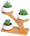Succulent Pots & Bamboo Shelf – Eco-Friendly Plant Display Stand for Home & Desk