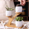 Succulent Pots & Bamboo Shelf – Eco-Friendly Plant Display Stand for Home & Desk