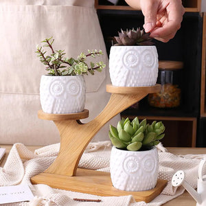 Succulent Pots & Bamboo Shelf – Eco-Friendly Plant Display Stand for Home & Desk