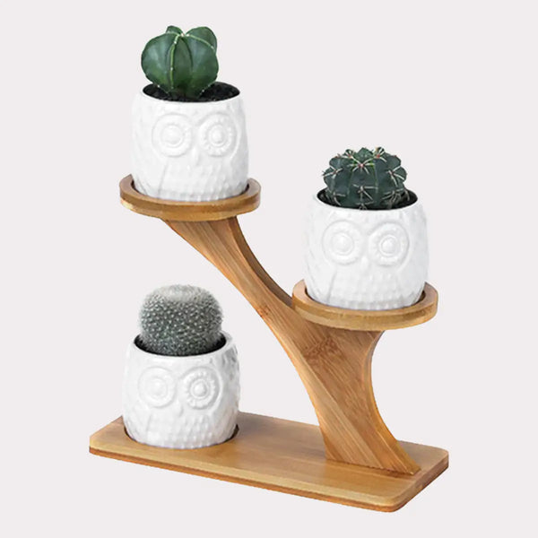 Succulent Pots & Bamboo Shelf – Eco-Friendly Plant Display Stand for Home & Desk
